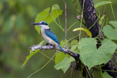 Sacred Kingfisher (Todiramphus sanctus sanctus) - Mamakala, NT (2)