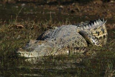 Saltwater crocodile - Cooroboree Billabong, NT