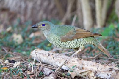 Satin Bowerbird - Female (Ptilonorhynchus violaceus minor) - Bunya Mountian National Park, QLD