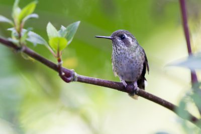 Speckled Hummingbird - Bellavista, Upper Tandayapa Valley, Ecuador