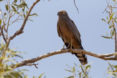Spotted Harrier (Circus assimilis) - Gibb River Road, WA