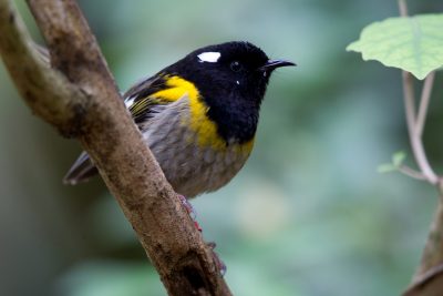 Stitch Bird (Hihi) - Zealandia, Wellington