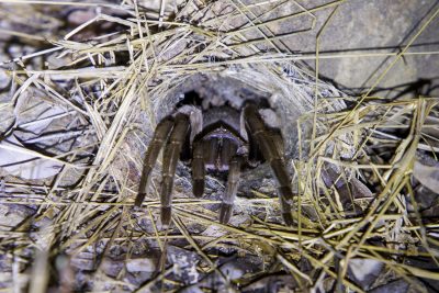 Australian Tarantula (Selenotypus) - Arnhemland