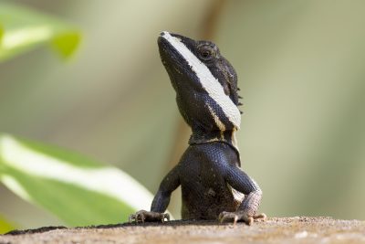 Tata Lizard (Male)