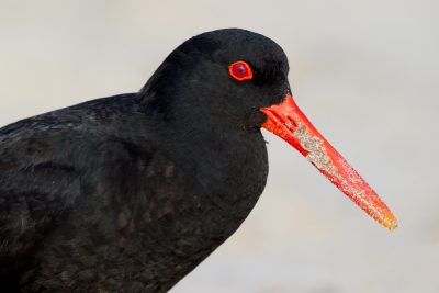 Variable Oyster Catcher (Profile) - Northland, New Zealand