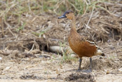 Wandering Whistling Duck (Dendrocygna arcuata australis) - Fogg Dam, NT (2)