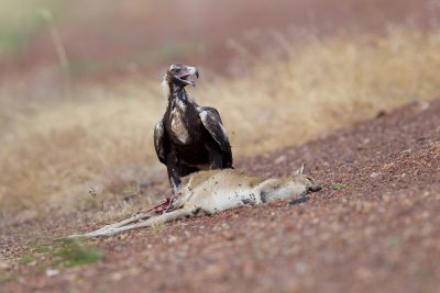 Wedge-tailed Eagle - Eating Agile Wallaby (Aquila audax audax) - Katherine, NT (2)