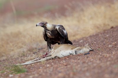 Wedge-tailed Eagle - Eating Agile Wallaby (Aquila audax audax) - Katherine, NT (3)