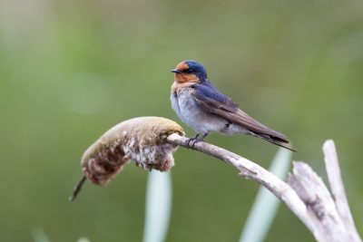 Welcome Swallow (Hirundo neoxena neoxena) - Tasmania