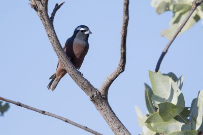 White-browed Woodswallow - Male (Artamus superciliosus) - Barkley Highway, NT