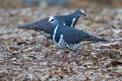 Wonga Pigeon (Leucosarcia melanoleuca) - Lammington National Park, QLD