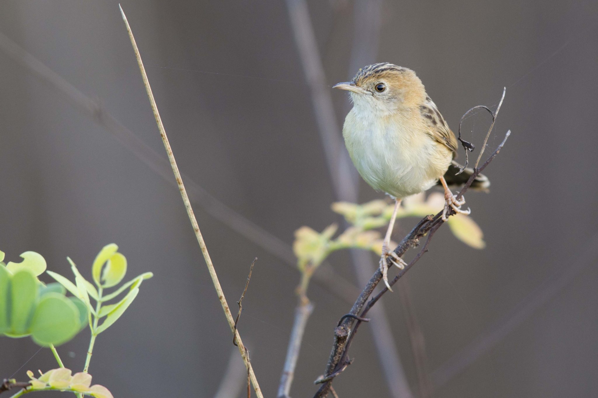 Zitting Cisticola (Cisticola juncidis leanyeri) - Adelaide River, NT