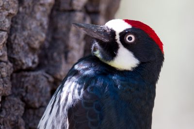 Acorn Woodpecker (Profile)
