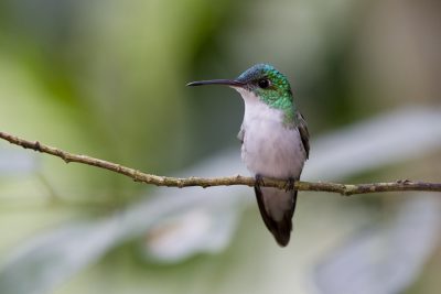 Andean Emerald (Male) - Tandayapa Lodge, Ecuador