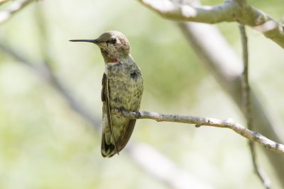 Anna's Hummingbird (Juv)