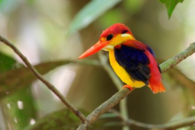 Black Backed Kingfisher - Kinabatangan River (2)