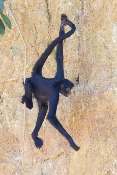 Black Spider Monkey