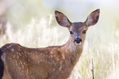 Black-tailed Deer (Doe)