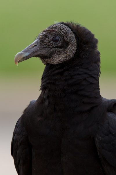 Black Vulture (Portrait)