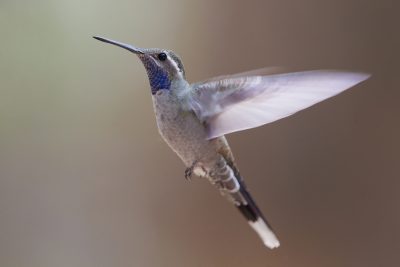 Blue-throated Hummingbird (Flying)