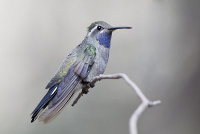 Blue-throated Hummingbird (Male)