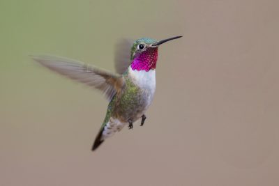 Broad-tailed Hummingbird (Male in flight)