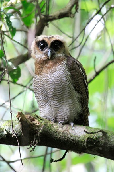 Brown Wood Owl - Kinabatangan River 