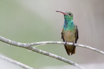 Buff-bellied Hummingbird11