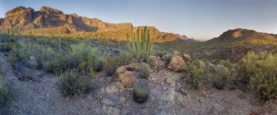 Cactus - Organ Cactus National Monument, Arizona4179