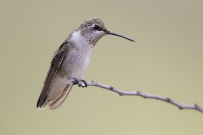 Calliope Hummingbird (Female)