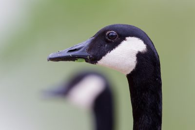 Canadian Goose (Profile)