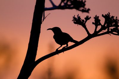 Curve-billed Thrasher (Silhouette)