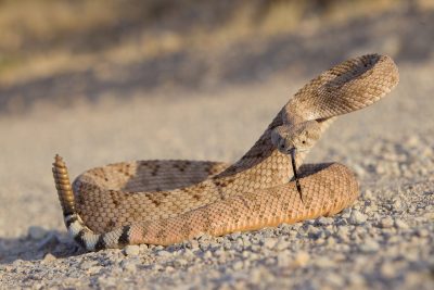 Diamond-backed Rattlesnake