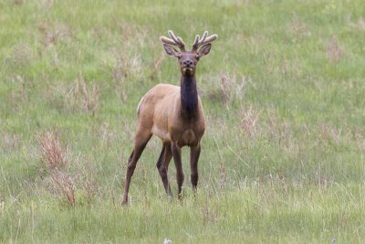 Elk (Young Male)