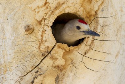 Gila Woodpecker (In Nest)