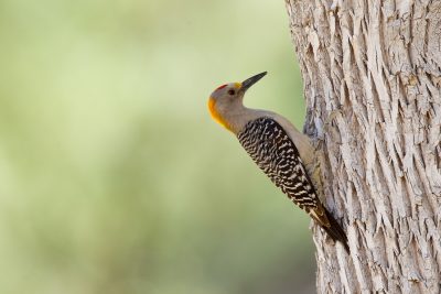 Goldern-fronted Woodpecker
