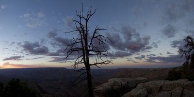 Grand View Sunset, Grand Canyon, Arizona (Old dead tree)