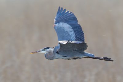 Great Blue Heron2