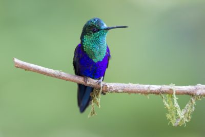 Green-crowned Woodnymph (Male) - Milpe, Ecuador