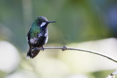 Green Thorntail (Female) - Milpe, Ecuador.