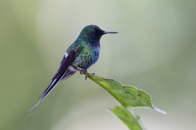Green Thorntail (Male) - Milpe, Ecuador