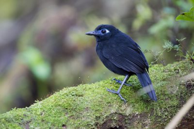 Immaculate Antbird - Tandayapa Lodge, Ecuador