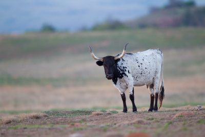 Long Horn Cattle (Cow)