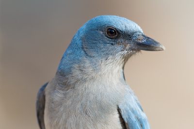 Mexican Jay (Profile)