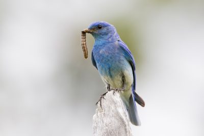 Mountain Bluebird (Male)