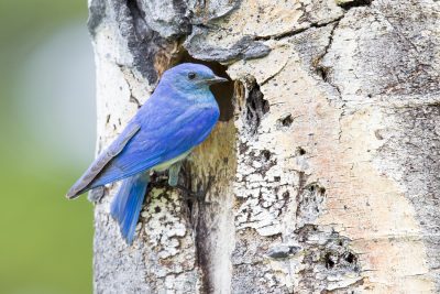 Mountain Bluebird (Male at nest)