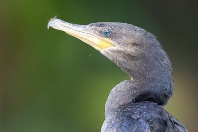 Neotropic Cormorant (Profile)