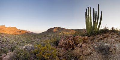 Organ Cactus - Organ Cactus National Monument, Arizona