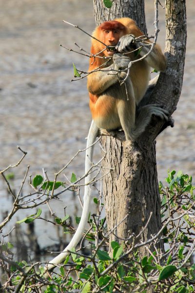 Proboscus Monkey - Bako National Park (Kuching) 
