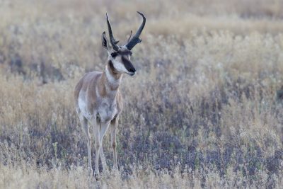 Pronghorn Antelope (Male)